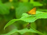 Dickkopffalter auf Blatt